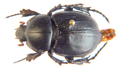 Camapterus oweni.